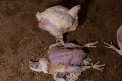 Bilder från en av Kronfågels kycklingfabriker, som Djurens Rätt nu polisanmält. Foto: Djurens Rätt