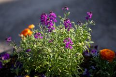 Nyplanterade blommor i blomsterprogrammet på temat "Under ytan, ovan molnen". Penséer och
gyllenlack i lila, ranunkler i orange. Foto: Sven Lindwall