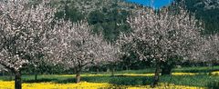 Mandelträd i blom på Balearerna Foto: spain.info