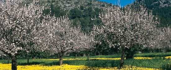 Mandelträd i blom på Balearerna Foto: spain.info