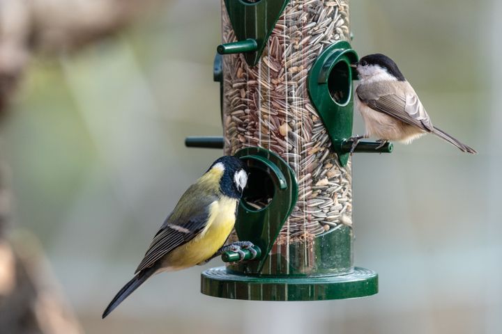 Vid fågelbord samlas många fåglar på liten yta och därför finns risk att smitta kan spridas där. Foto: Istock.