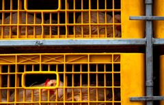 Kycklingar på väg till slakt. Foto: shutterstock/Fahroni