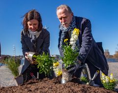 Gunilla Glantz, trafikdirektör och Daniel Helldén, trafikborgarråd, planterar blommor vid invigningen av årets blomsterprogram. Foto: Lennart Johansson