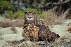 Berguv.  Eagle owl. Foto: Linda Törngren 2016/Skansen