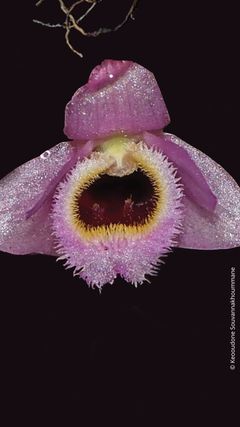 Dendrobium fuscifaucium är en mini-orkidé.