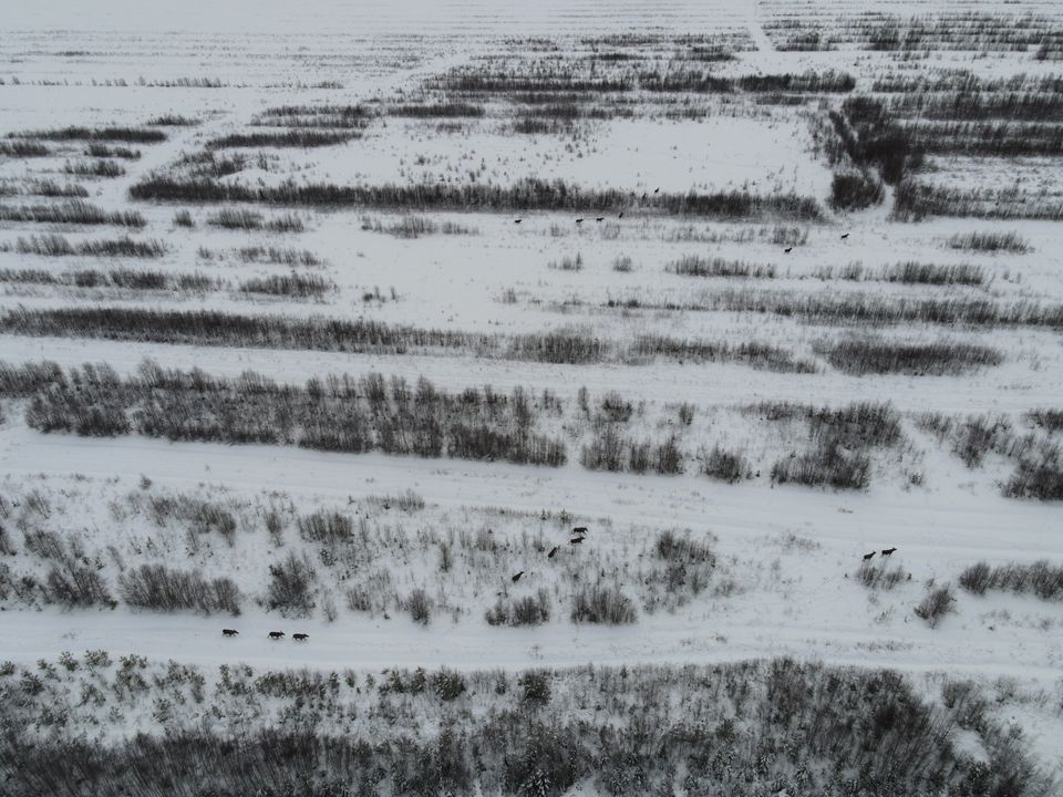 Älgar vinter efterbehandlad täkt