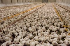 Köttkonsumtionen behöver halveras till 2030 och framförallt kycklingkonsumtionen som bidrar till mest lidande för flest antal djur. Foto från svenskt kycklingstall, 2018.