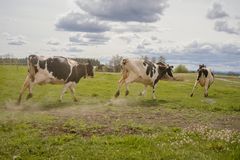 Kor med vårkänlsor. Foto: Arla