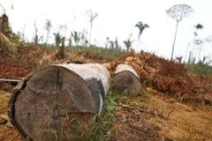 EU blir först i världen med en lag som begränsar den globala avskogningen.Foto: WWF Brasilien
