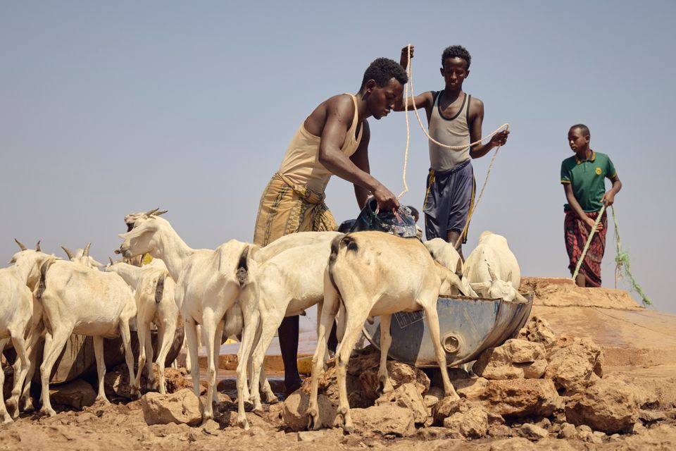Boskapsskötelsen hårt utsatt i torkans Somalia 