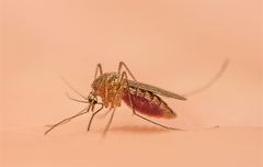 Nilfebersmyggan foto-anders-lindstrom-sva