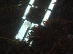 På havsbotten nära piren hittar dykarna en teleskopstege. Foto: Kustbevakningen