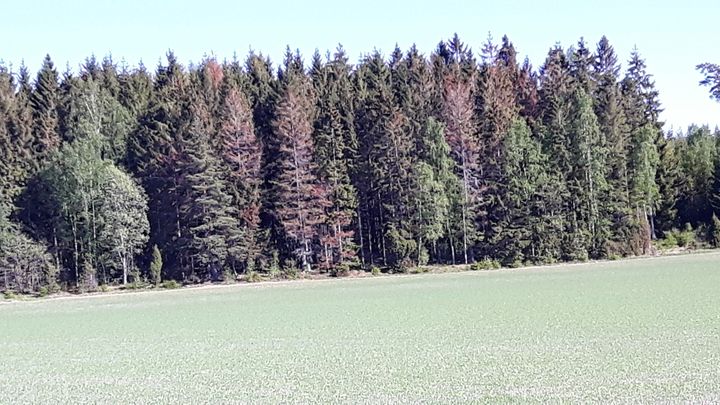 Angripna träd får en rostbrun färg på barren. Foto: Håkan Kollander, Skogsstyrelsen
