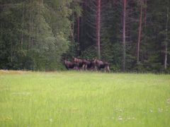 Tolv procent av tallstammarna skadas årligen av älg och andra hjortdjur i Svealand och Gävleborgs län. Foto: Åke Sjöström
