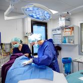 Utredningen måste leda till fler veterinärer och djursjukskötare.  Foto: Fredrik Persson