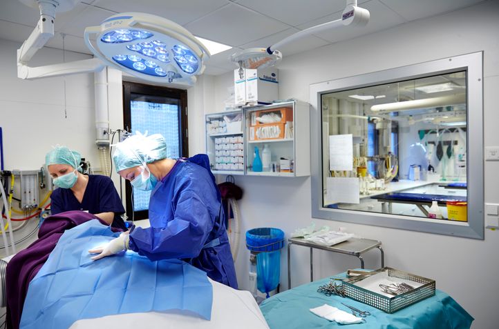 Svensk Djursjukvård försiktigt positiva till utredning  - om den leder till fler veterinärer