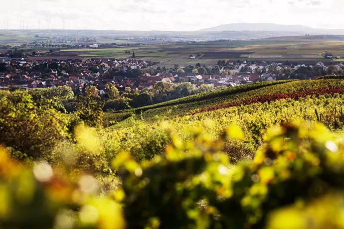 Vinregionen Rheinhessen (Rheinland-Pfalz) med utsikt över Bechtolsheim. FOTO: Deutsches Weininstitut GmbH