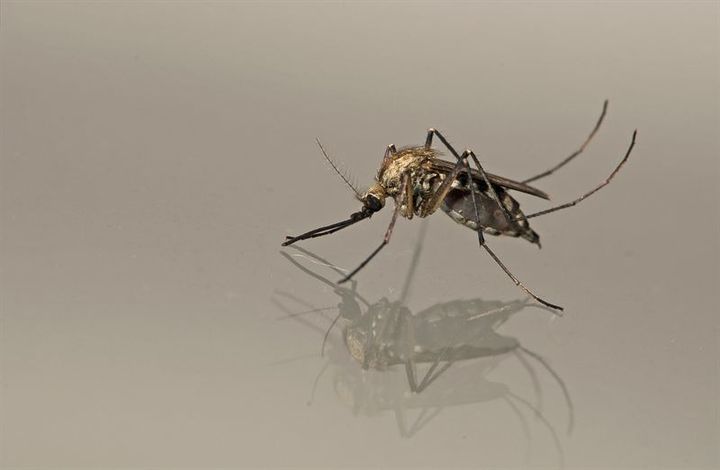 Vårsvämmyggan, Aedes sticticus, trivs i översvämningsområden runt till exempel Nedre Dalälven och vid Klarälven i Värmland. Efter en översvämning kan det kläckas enorma mängder och de har ett väldigt aggressivt beteende. Foto: Anders Lindström/SVA