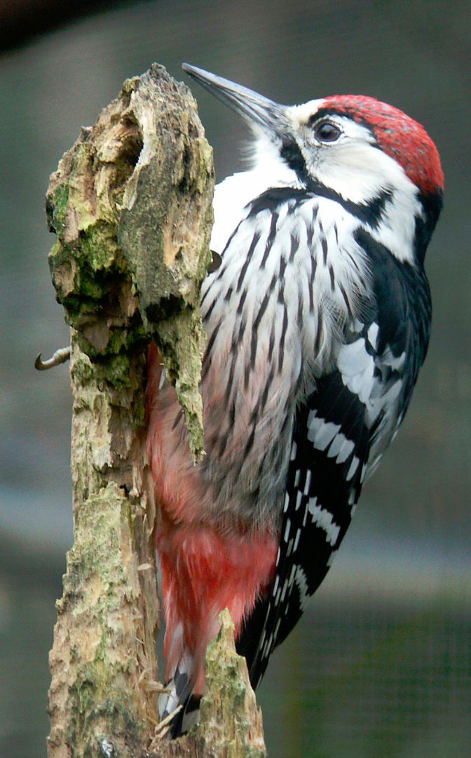 Vitryggig hackspett. White-backed woodpecker. Foto: Tom Svensson, Nordens ark.