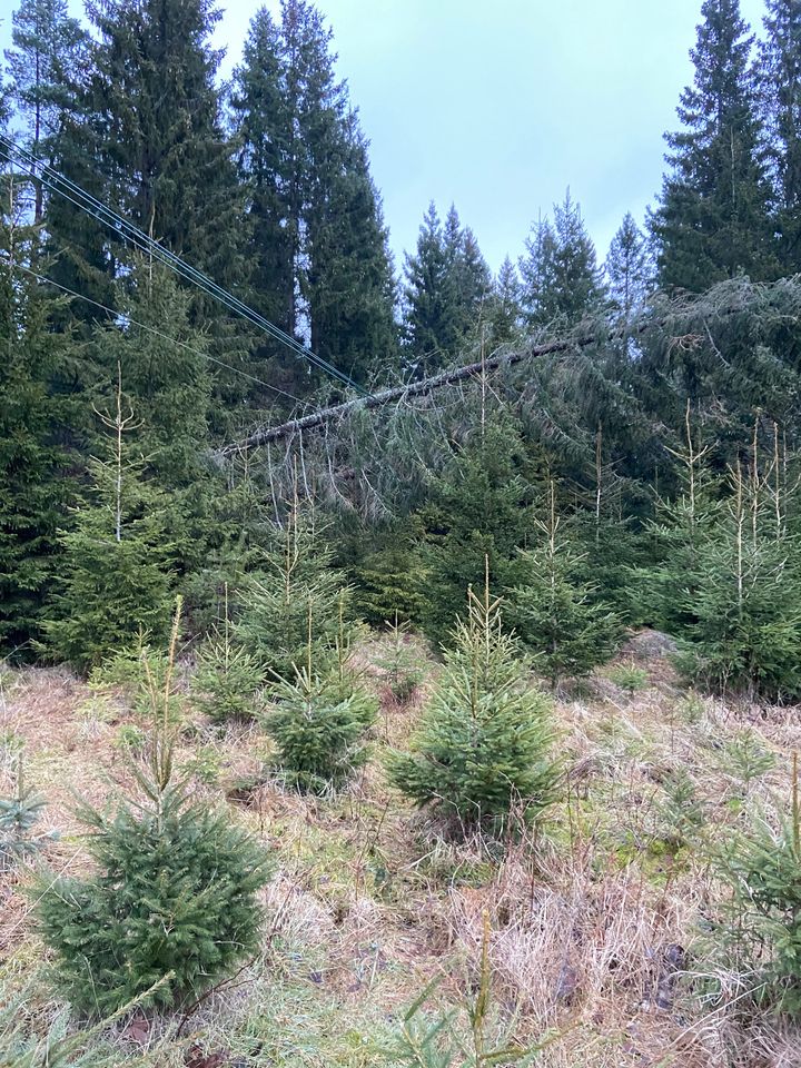 Vädersäkring gör skillnad. Ledningen är i drift men träden måste ändå bort så snart som möjligt. Foto: E.ON