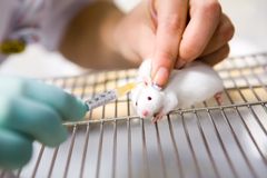 En satsning på djurfria metoder behöver för att säkerställa effektiv, tillförlitlig och etisk forskning. Foto:Shutterstock/Vit Kovalcik