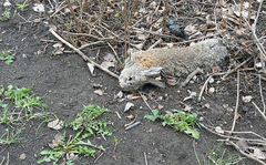 Denna vildkanin hittades död i Solna nyligen. Efter analyser så har SVA nu kommit fram till att den drabbats av den nya typen av kaningulsot, Rabbit Hemorrhagic Disease Virus 2 (RHDV2). Foto: Aleksija Neimane/SVA