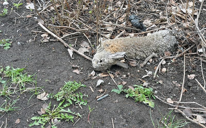 Denna vildkanin hittades död i Solna nyligen. Efter analyser så har SVA nu kommit fram till att den drabbats av den nya typen av kaningulsot, Rabbit Hemorrhagic Disease Virus 2 (RHDV2). Foto: Aleksija Neimane/SVA