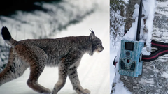 Med ny teknik öppnas oanade möjligheter att förbättra viltförvaltningen. Svenska Jägareförbundet tar tillsammans med Sveriges lantbruksuniversitet initiativ för att hitta nya användningsområden för digital teknik. Foto Mostphotos/Magnus Rydholm