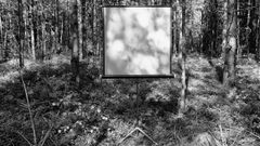 Alvaro Campo, Utan titel (Direct cinema / Cinema Vérité), 2020, 
Blandteknik – Skärm, skog, solljus, (fotodokumentation) C-Print.