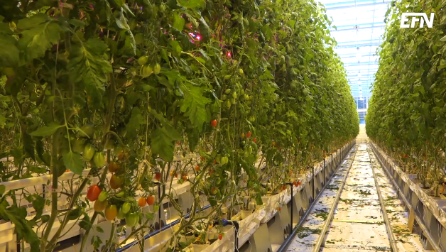 Peckas Naturodlingar AB, tomater. Foto: EFN Ekonomikanalen. Bilden får användas fritt i detta sammanhang.