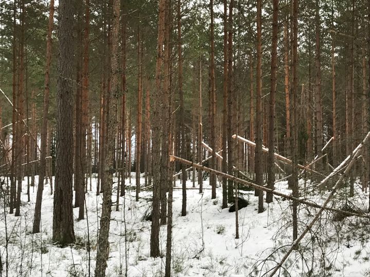 Knäckta träd på Frykstahöjden i Kil, Värmland. Foto: Magnus Nordström