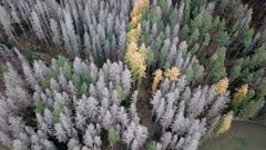 8 miljoner kubikmeter gran har angripits av granbarkborre i framför allt de östra delarna av Götaland och Svealand under 2020. Det är den högsta siffran på skador som uppmätts hittills. Foto: Skogsstyrelsen.