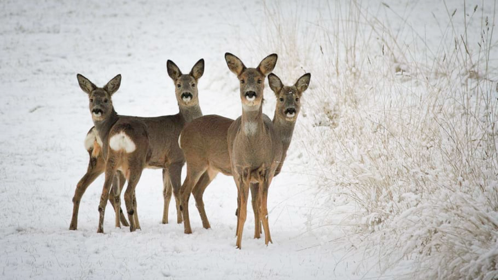 Rådjur i snö, foto Niklas Liljebäck