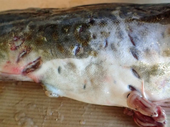 salskada foto Torbjorn-Hongslo 300ppi