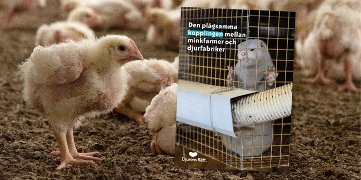 Djurens Rätt exponerar den plågsamma kopplingen mellan minkfarmer och djurfabriker