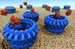 En ny sorts immunterapi kan minska risken för återfall vid trippelnegativ bröstcancer. Bilden visar hur cancercellen dör av en ny sorts immunterapi, så kallade checkpointhämmare. Det bruna är cancercellens membran, det blåa ett protein från T-cellerna som borrat hål och det röda granzymer från T-cellerna som går in i cancercellen och aktiverar en kedjereaktion som dödar cellen.