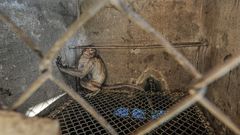 Eftersom KI inte tillåter fotografering har vi inga bilder på de aktuella aporna. På bilden syns en apa på en uppfödning i Laos. KI köper främst in apor från en kritiserad uppfödning i Kina. Foto: Jo-Anne McArthur / We Animals Media