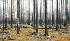 Sjätte sinnet 2019. Helene Schmitz ställer ut sin fotokonst som skildrar naturen i norra Västmanland efter den stora skogsbranden 2014.