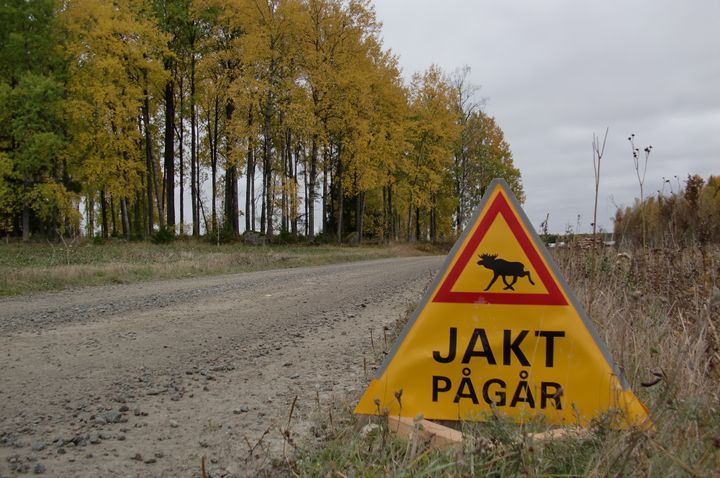Den 8 oktober börjar älgjakten i södra Sverige. Foto Stina Oh/Mostphotos