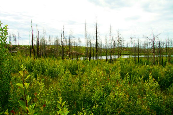 Skogen som etablerats i det område i Västmanland som härjades av skogsbrand 2014 har redan betydande viltskador. Foto: Josefina Sköld