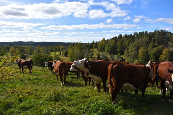 Svensk mjölk- och nötköttsproduktion kan nå Parisavtalets klimatmål. Foto:Växa