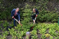 Daniel Helldén, trafikborgarråd och Johan Paccamonti, ordförande i Bromma stadsdelsnämnd, planterar en japansk hemlock. Foto Sam Victorin