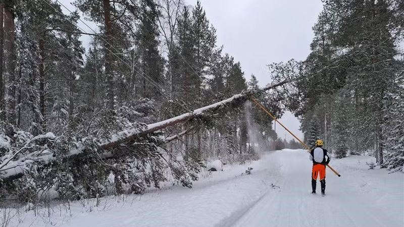 Elledning frigörs från träd som fallit efter torsdagens oväder.