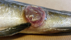 sartyp 2 foto Marlene-Areskog 300ppi