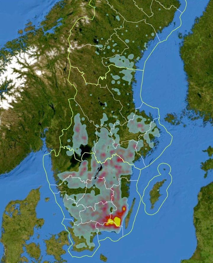 Kartan visar var koncentrationerna av avverkningsanmälningar 2018-2019 som kopplas till angrepp av granbarkborre är som störst. Gult visar de högsta koncentrationerna. Karta: Skogsstyrelsen