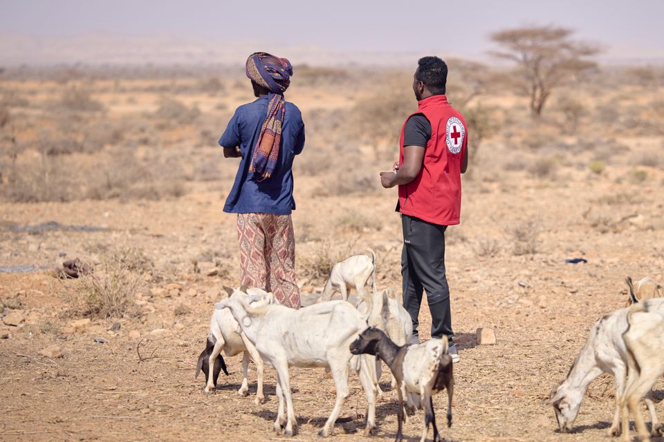 Torkan slår hårt mot boskapsskötseln i Somalia