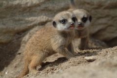 Surikatungar. Meercat cubs. Foto: Bo Jonsson.