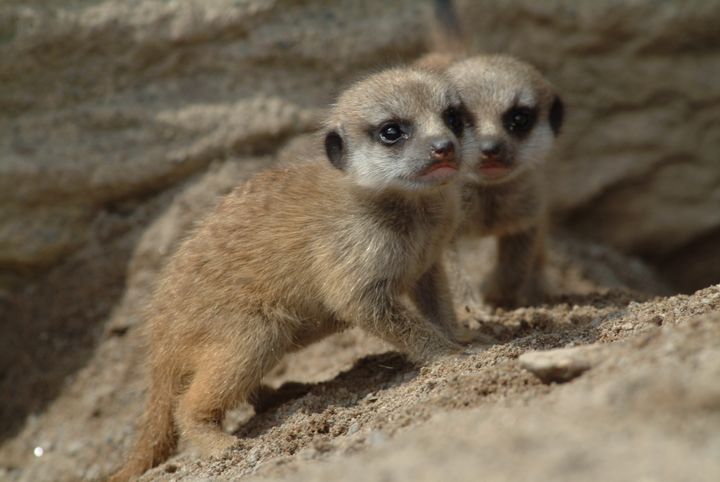 Surikatungar. Meercat cubs. Foto: Bo Jonsson.