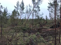 Stormfälld skog på Gotland. Foto: Johan Andersson, Skogsstyrelsen
