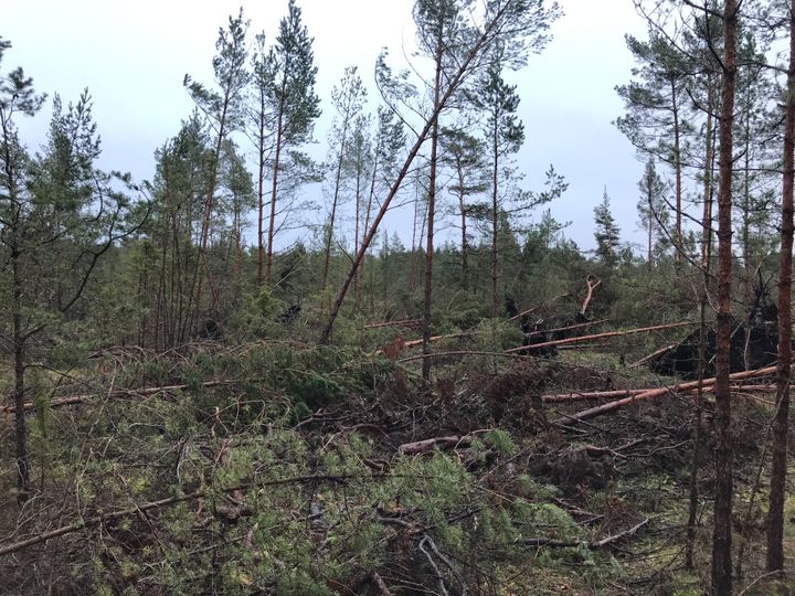 Stormfälld skog på Gotland. Foto: Johan Andersson, Skogsstyrelsen